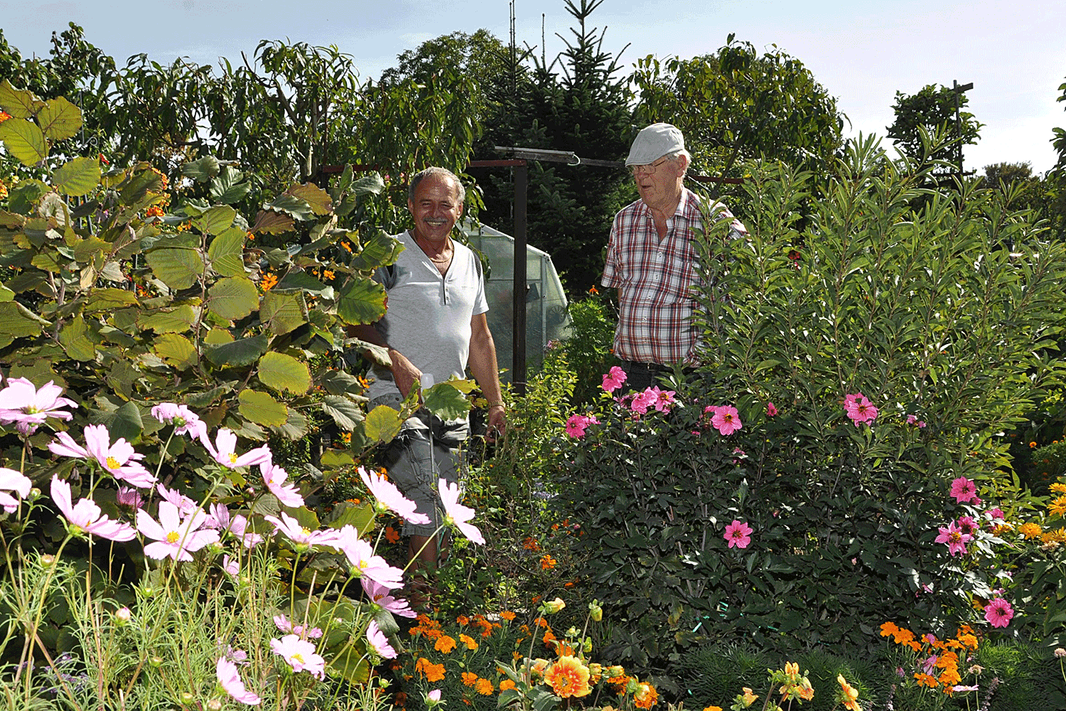 Zwei Männer zwischen blühenden Pflanzen in einem Magdeburger Kleingarten